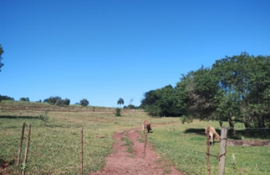 Sítio para venda em Avaré